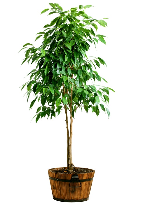 houseplants