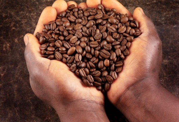 A pair of hands holding coffee beans