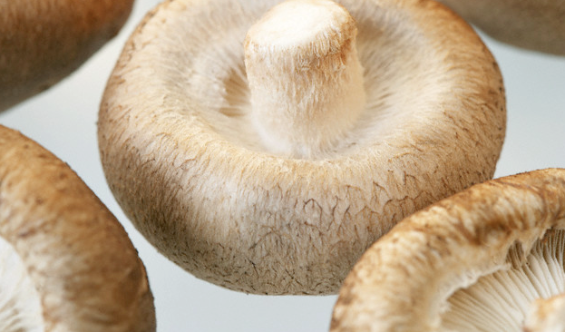 Mushroom
