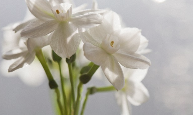 white flowers