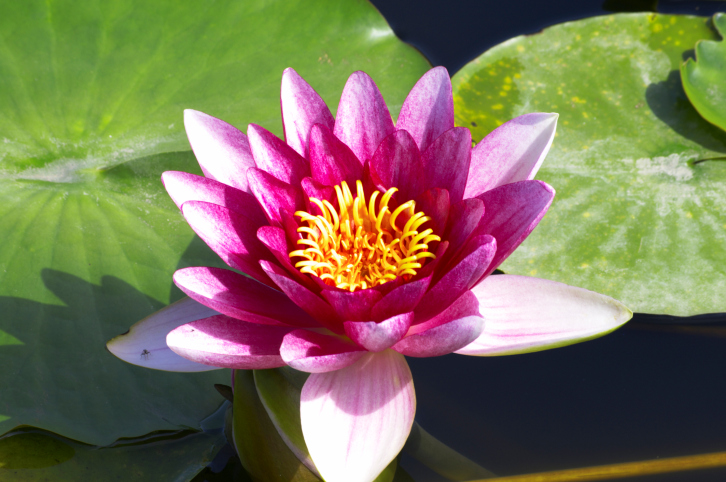 lotus flower