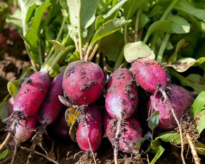 #4 Radishes