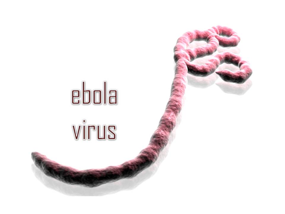 ebola virus