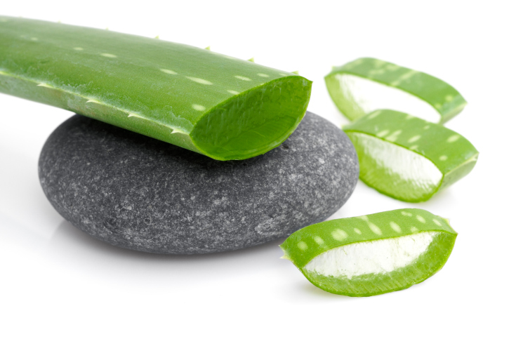 aloe vera on rock