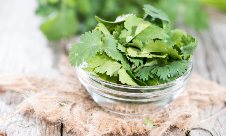 cilantro