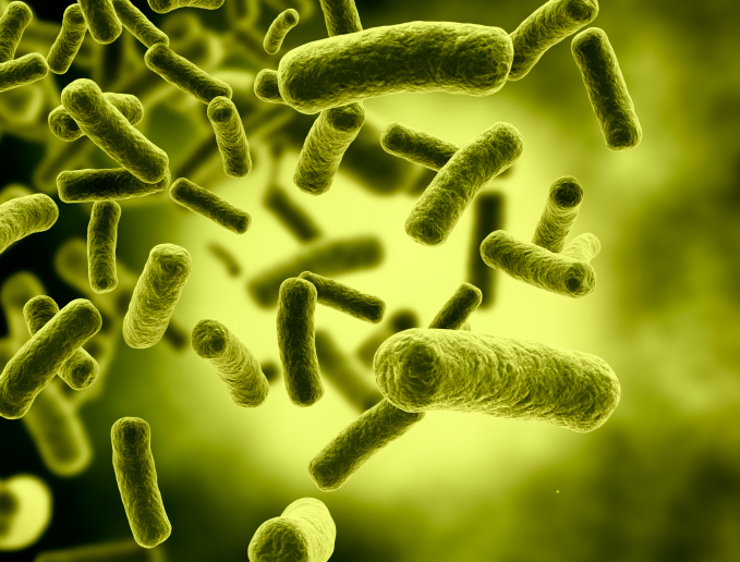 green bacteria cells