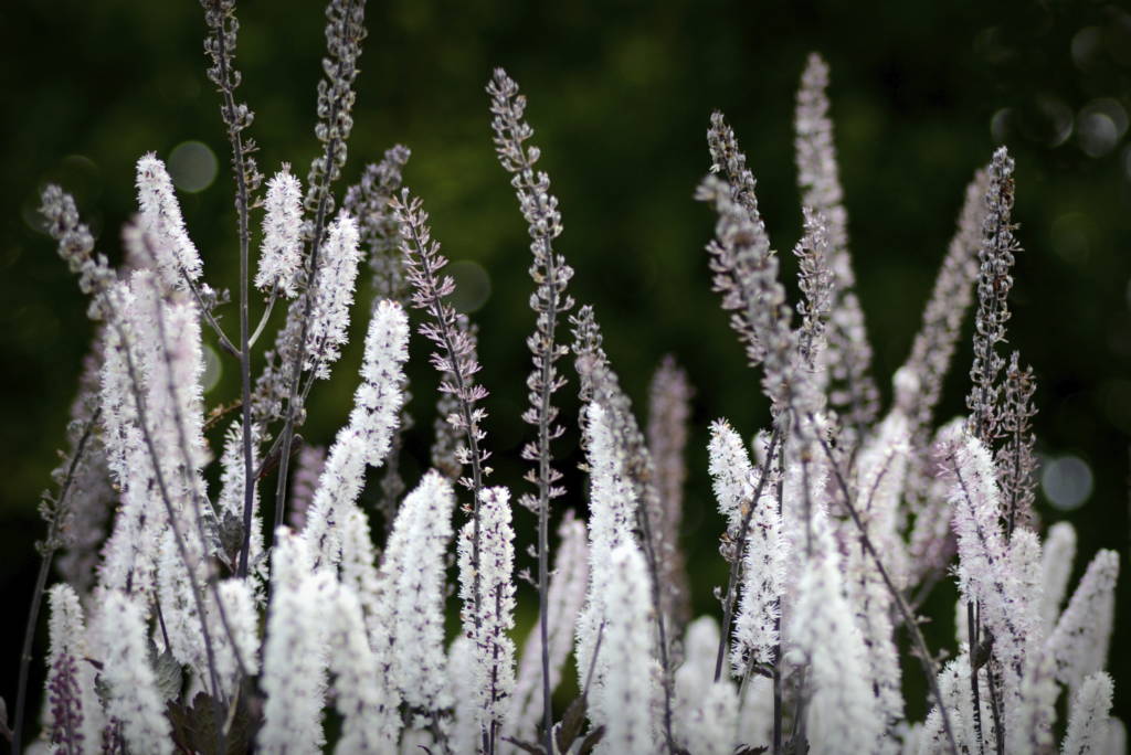 Cohosh.