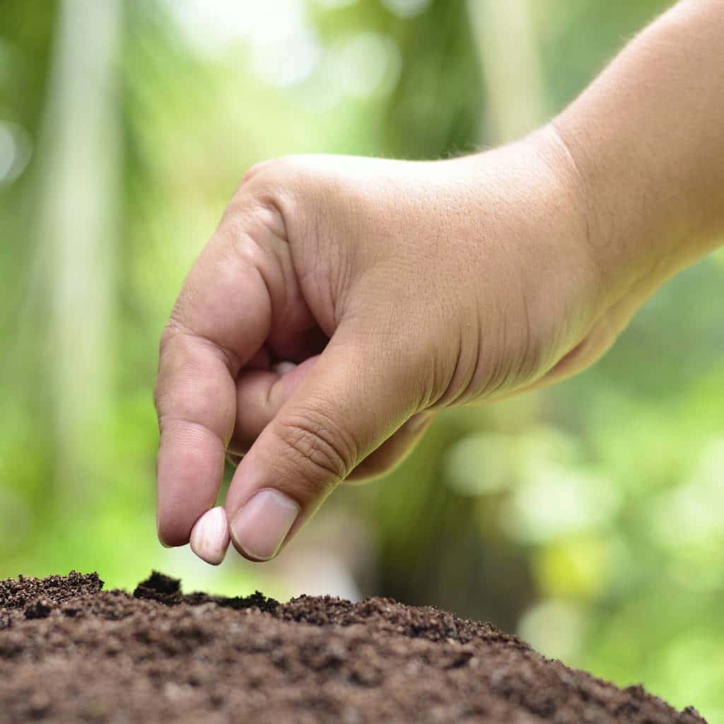 Male hand is seeding peanut