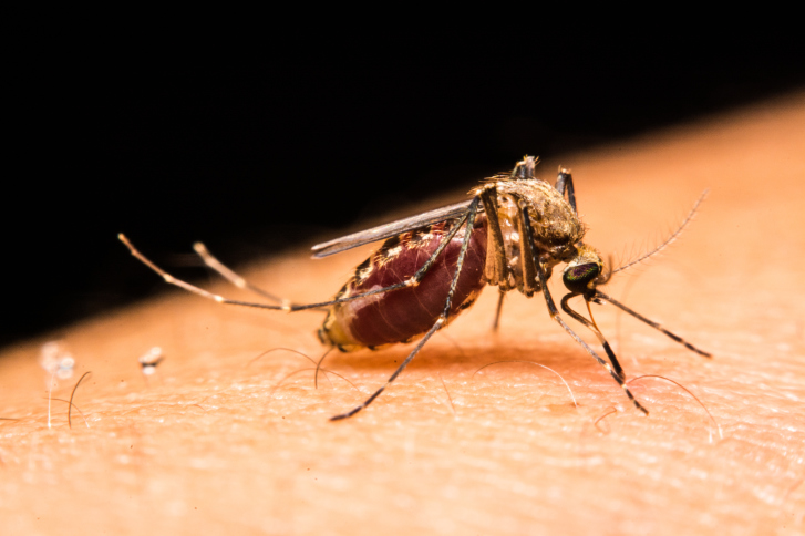 Close-up of a mosquito sucking blood