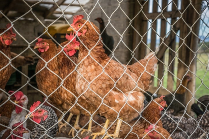 free range chickens