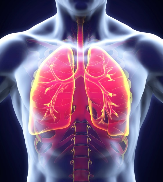 illustration of human lungs