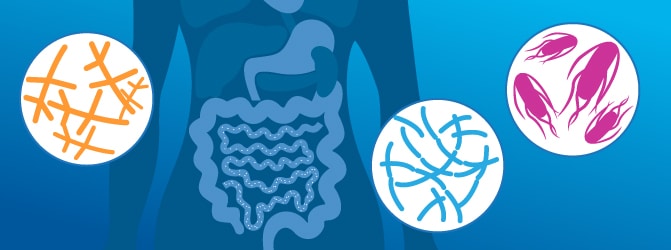 gut bacteria illustration