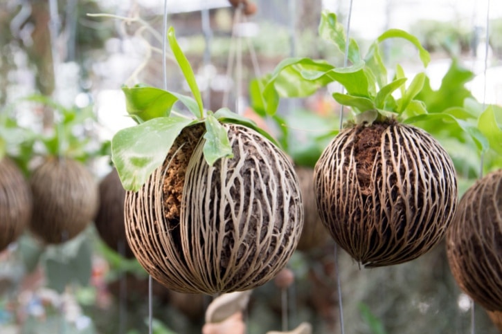 suicide tree pong pong seeds