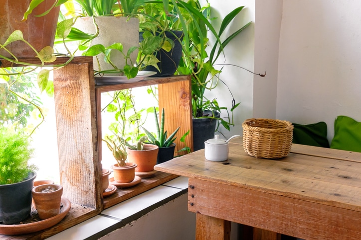 houseplants