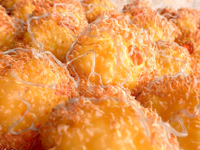 white fat cells close up