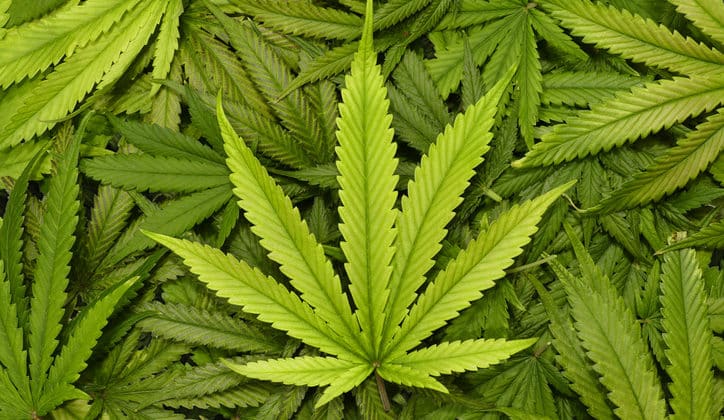 marijuana