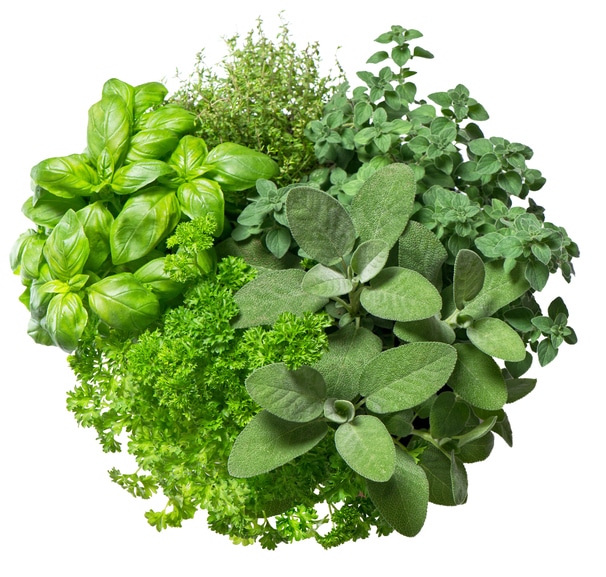 herbs for asthma