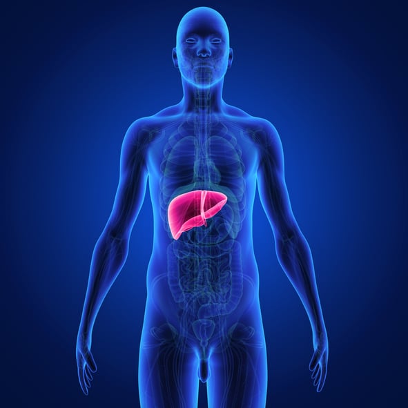 liver illustration