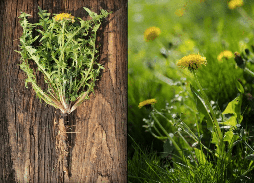 Dandelion Herb