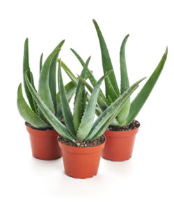 houseplants