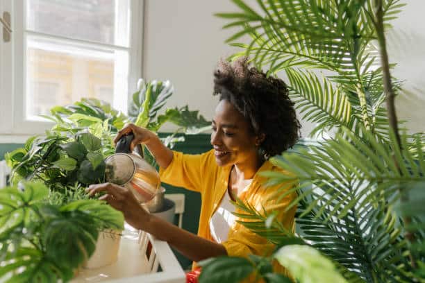houseplants