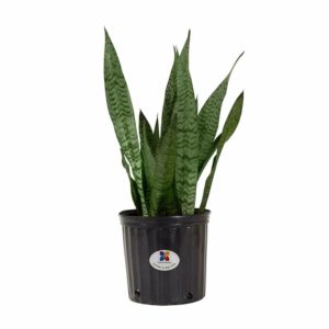houseplants