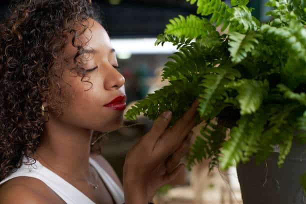 houseplants