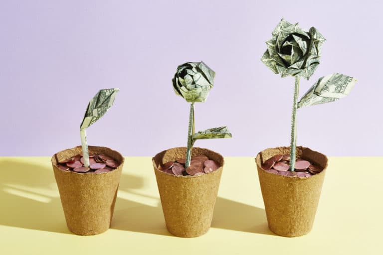 money plant