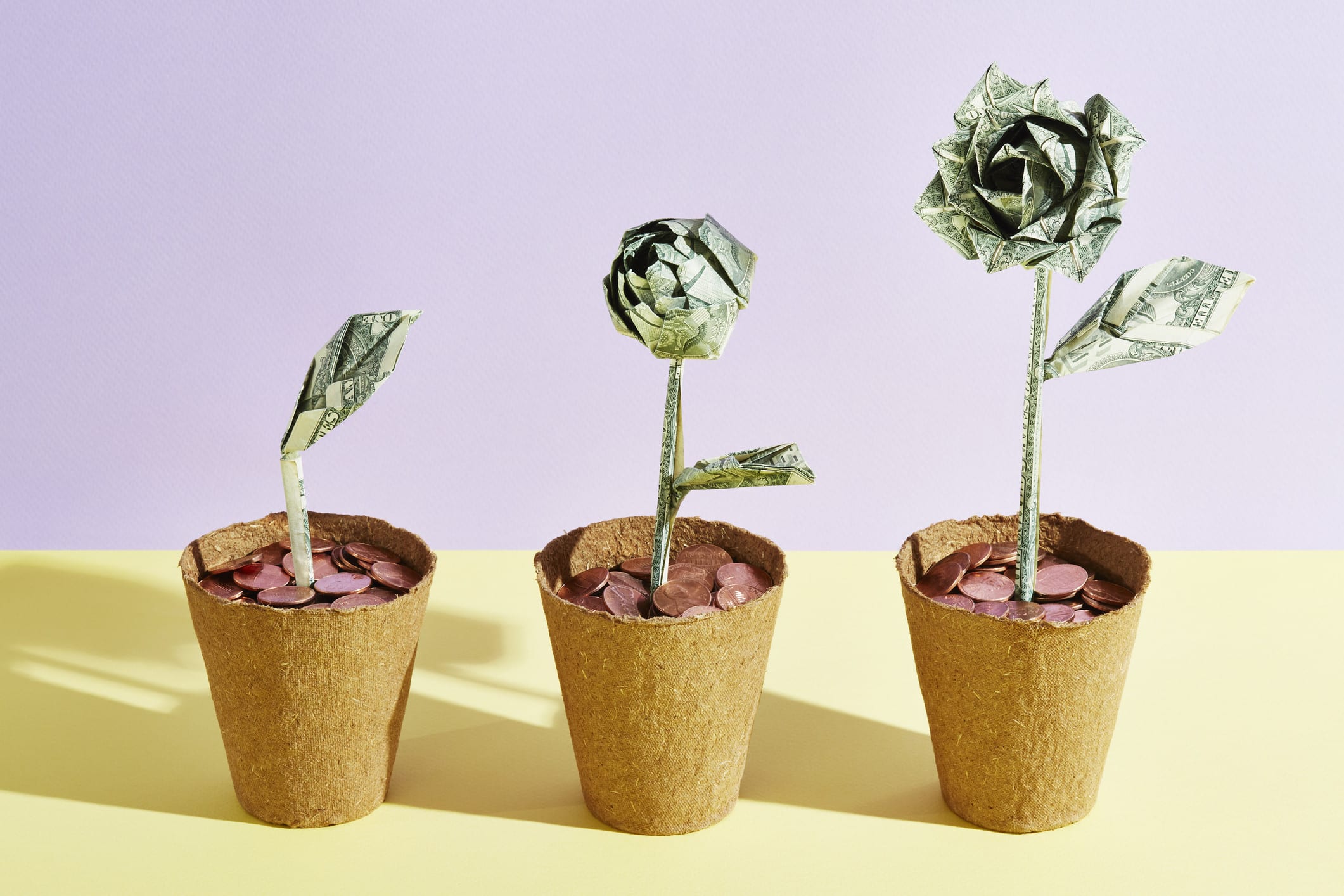 money plant
