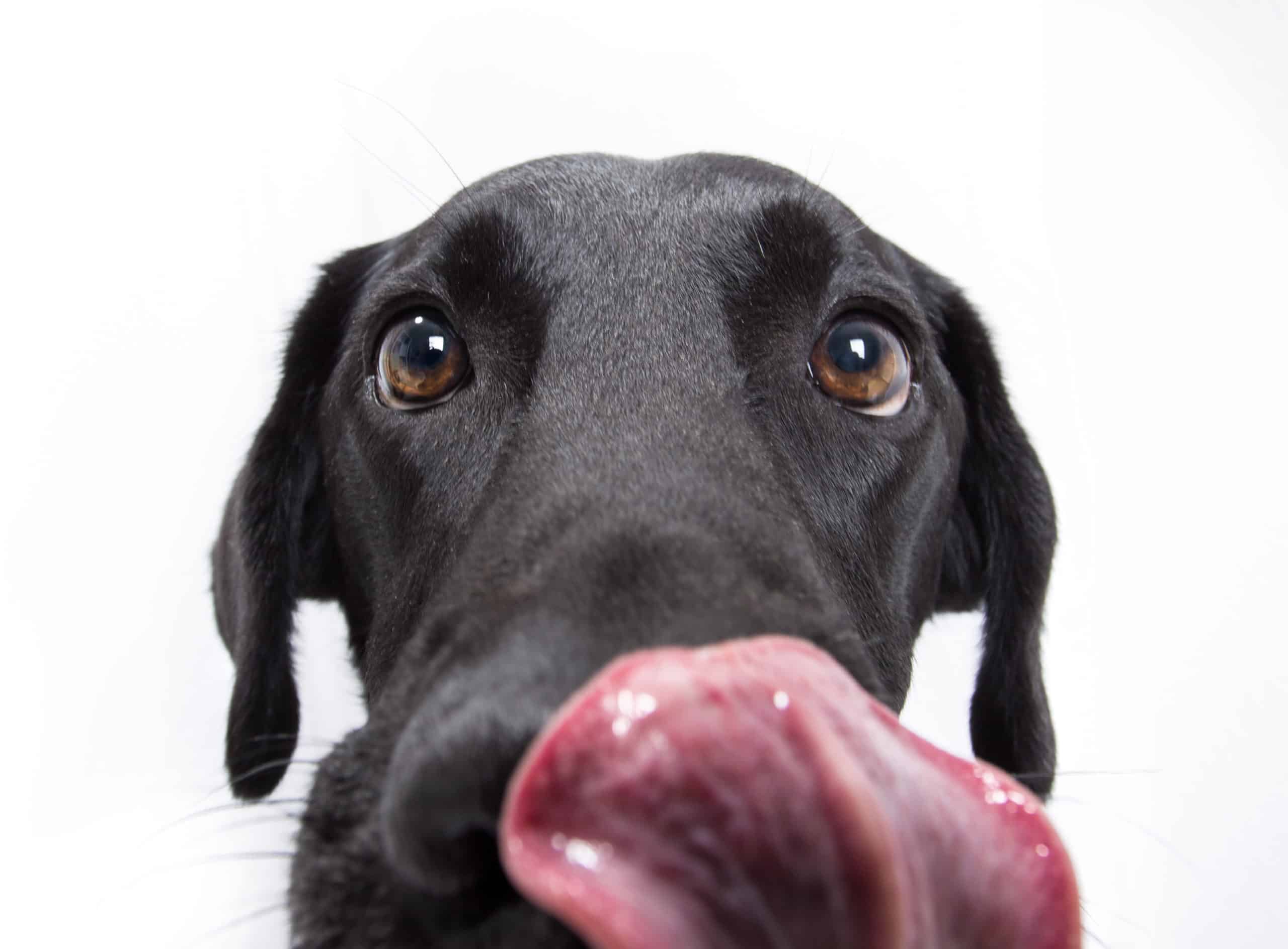 Black Dog