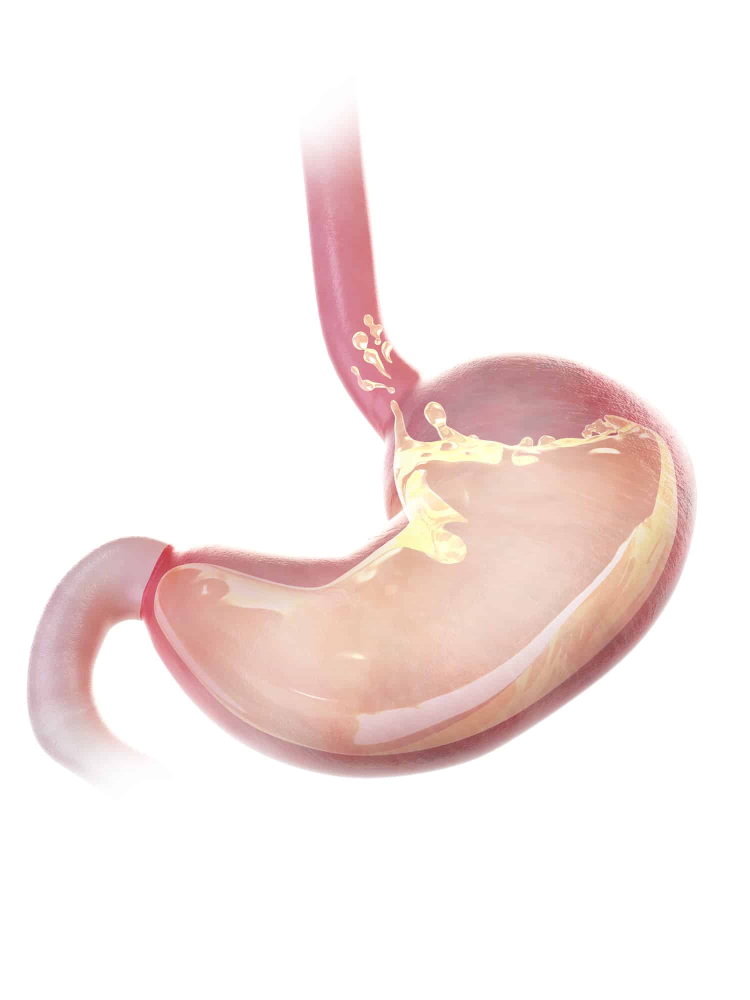 Illustration of a stomach