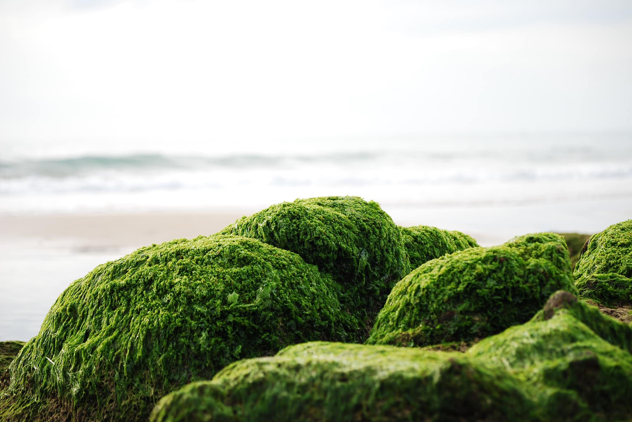 sea moss