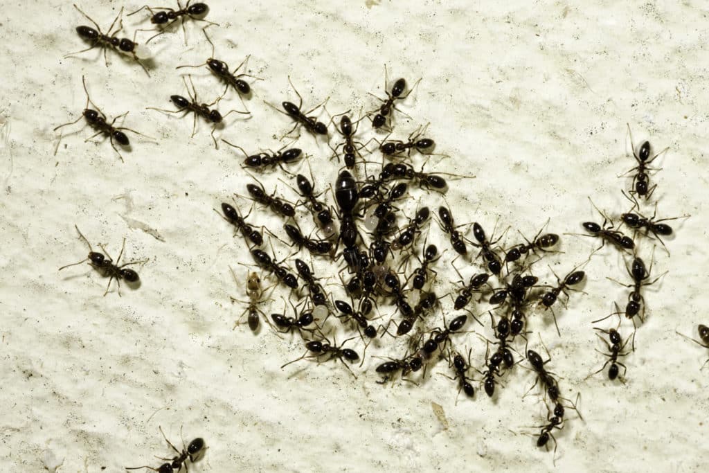 Formication
