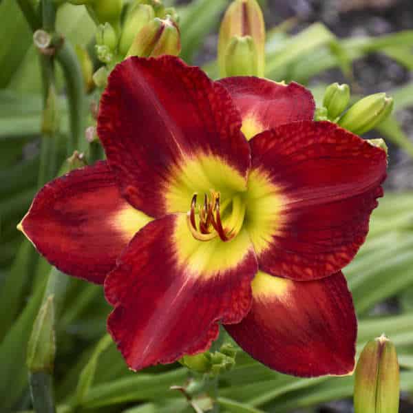 garden plants