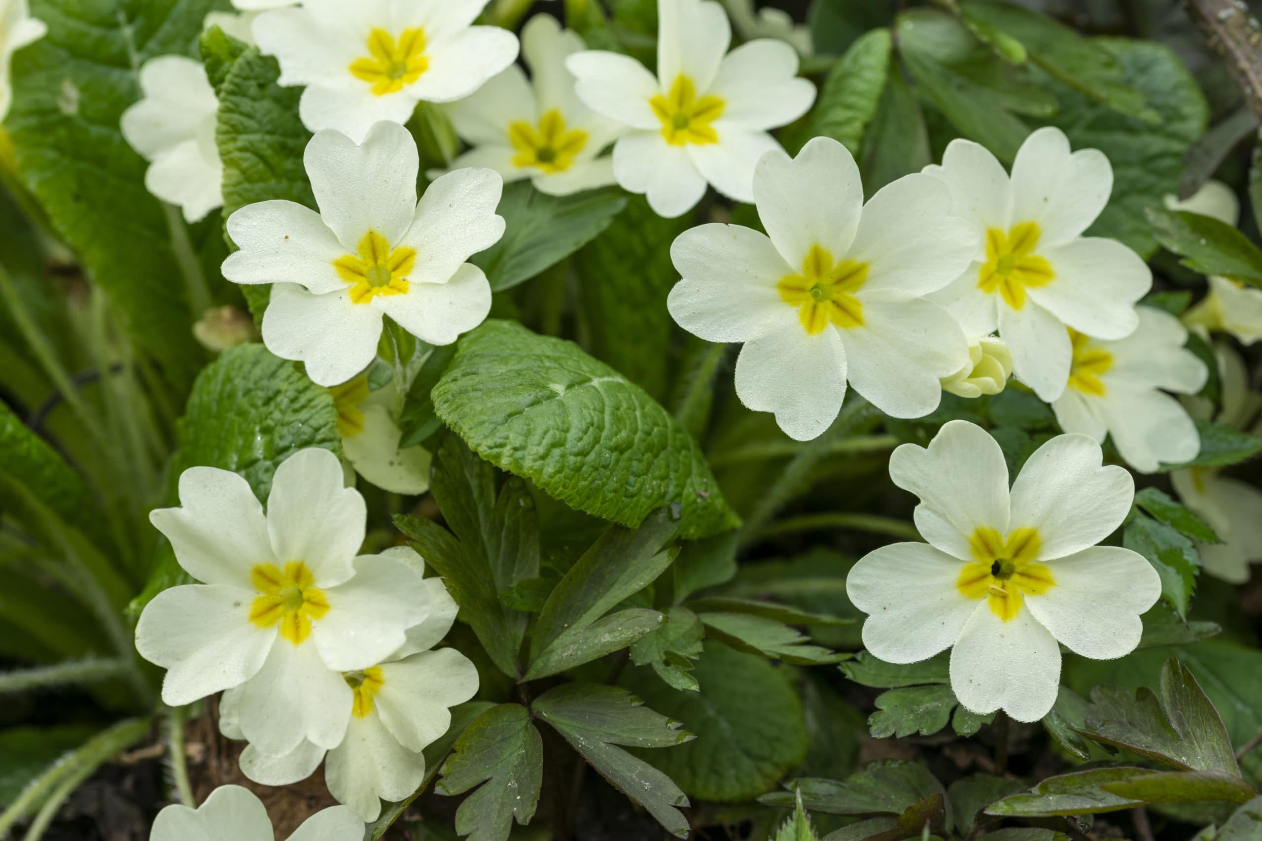 garden plants