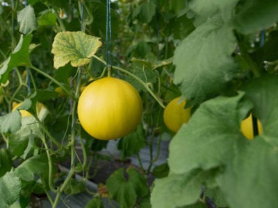 garden plants