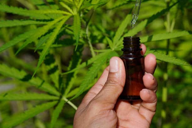 cannabis breast cancer