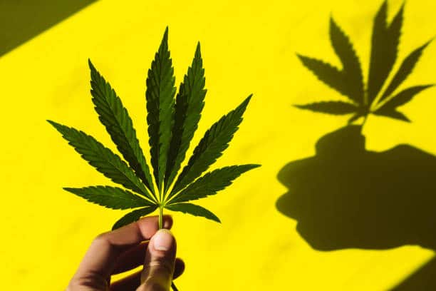 can marijuana cause schizophrenia