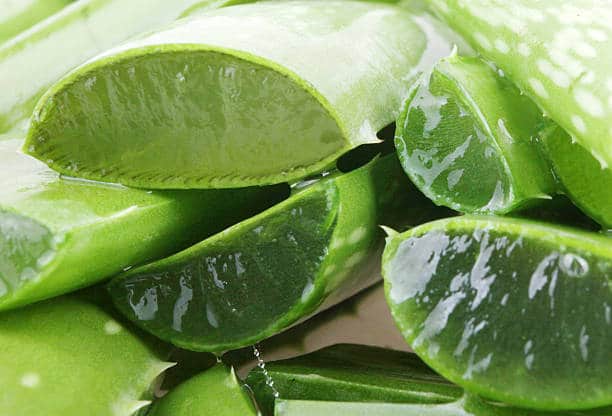aloe vera