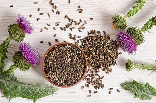milk thistle