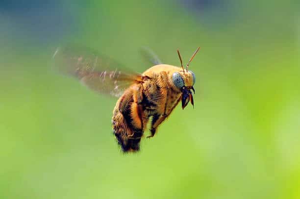 bug bites