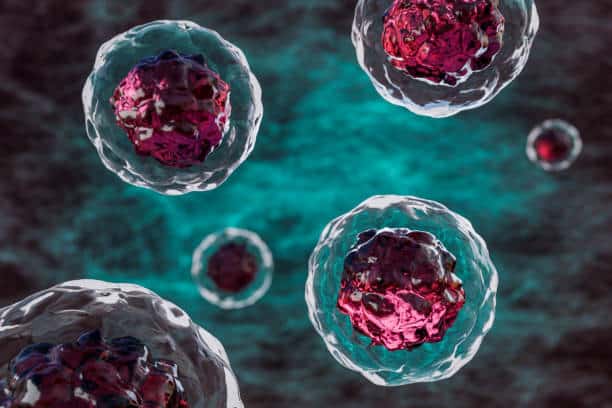 blood stem cells