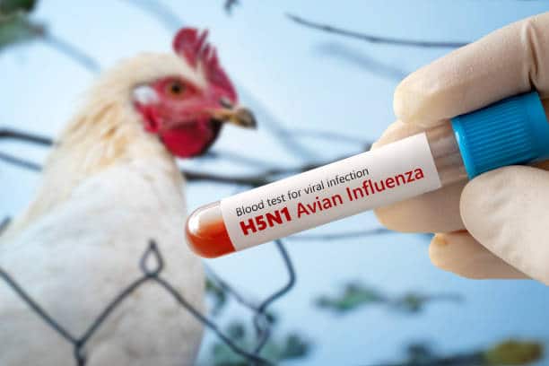bird flu