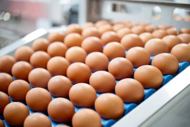 egg prices