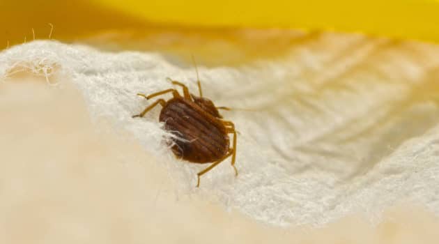 what do bed bugs look like